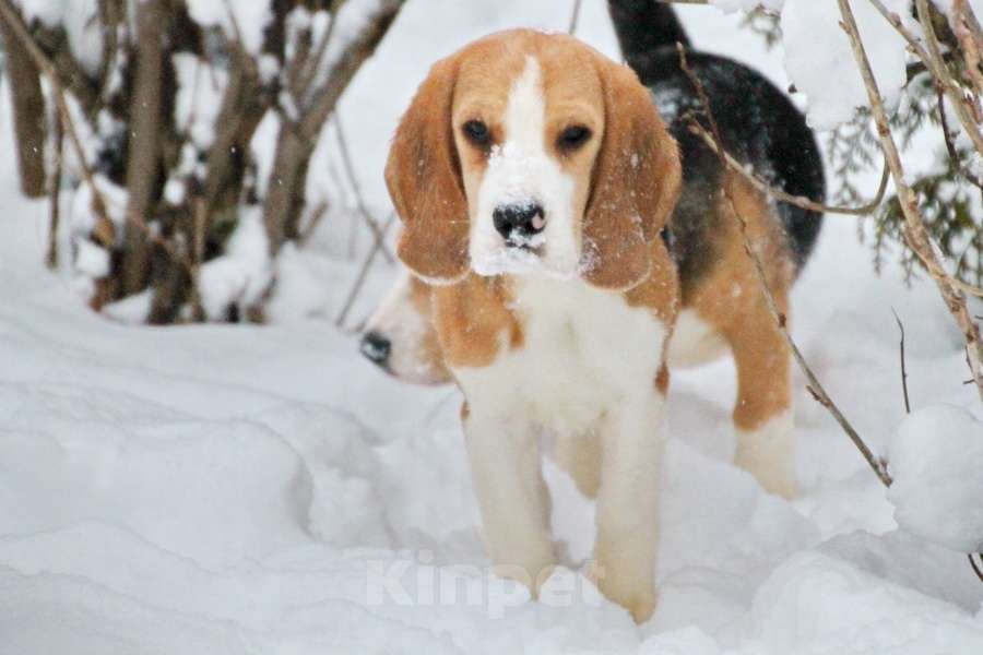Собаки в Москве: Девочка бигля ркф Девочка, 80 000 руб. - фото 6