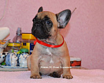 Собаки в Ногинске: французский бульдог элитные щенки Девочка, 50 000 руб. - фото 1