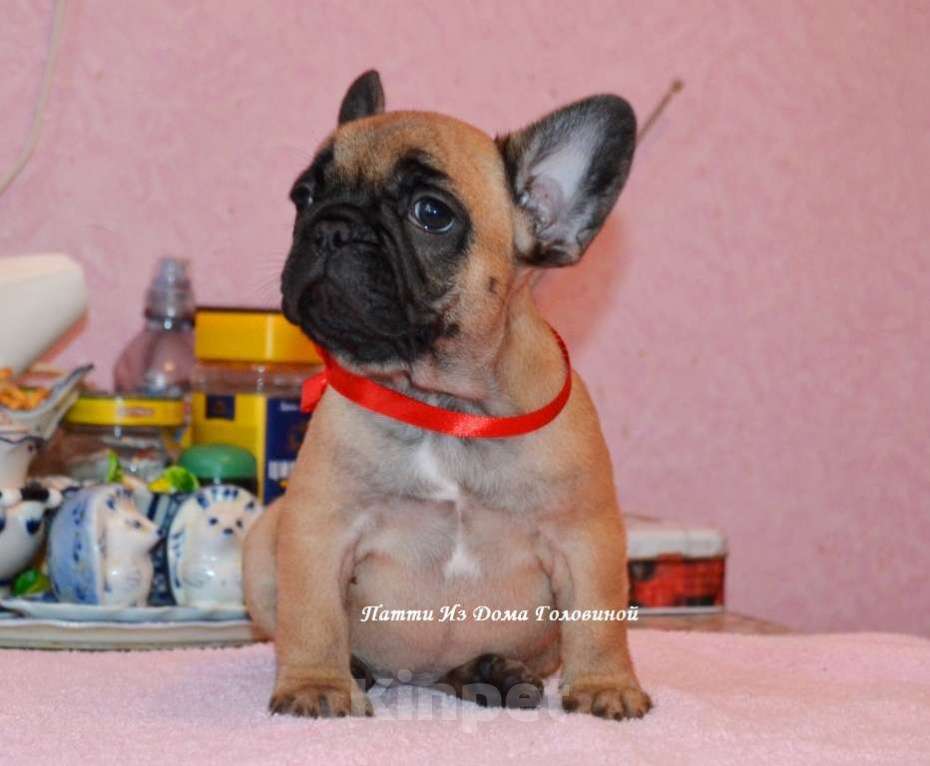 Собаки в Ногинске: французский бульдог элитные щенки Девочка, 50 000 руб. - фото 1