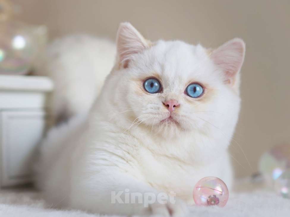 Кошки в Москве: Британский мальчик Фан-Фан Мальчик, 120 000 руб. - фото 7