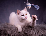 Кошки в Клине: Красавец Эверест в самые лучшие руки! Мальчик, Бесплатно - фото 3
