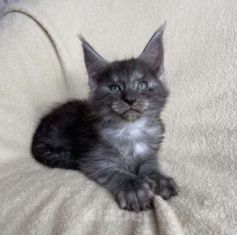 Кошки в Дмитрове: Черный дымчатый кот полидакт Wiking Мальчик, 50 000 руб. - фото 6