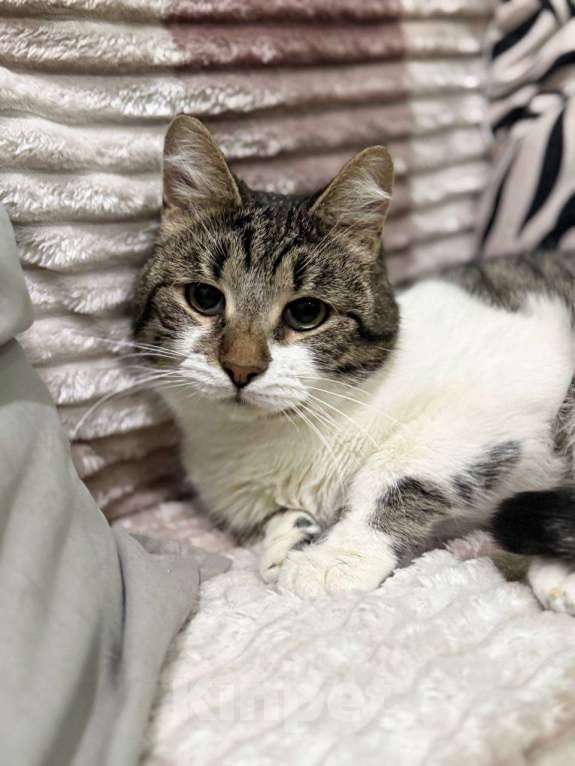 Кошки в Балашихе: Кот Кирилл в добрые руки Мальчик, Бесплатно - фото 3