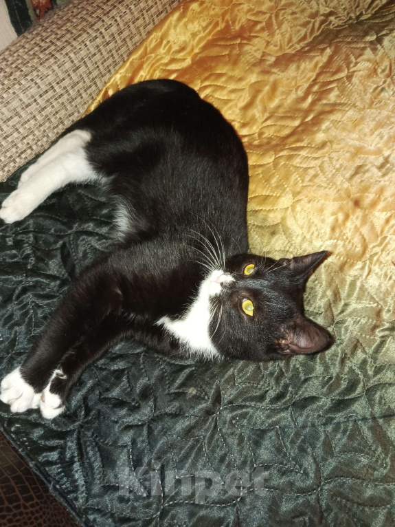 Кошки в других городах Московской области: Котик Ричи в добрые руки  Мальчик, Бесплатно - фото 3