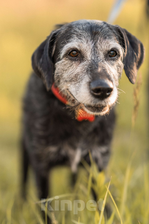 Собаки в Балашихе: Мудрая Джулия ищет дом  Девочка, Бесплатно - фото 2