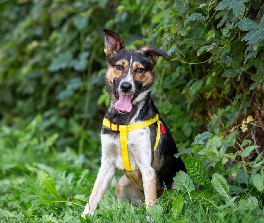 Собаки в Москве: Собачка в добрые ручки Мальчик, Бесплатно - фото 2