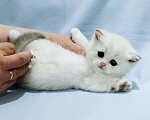 Кошки в Сарове: Шотландский вислоухий котенок Девочка, Бесплатно - фото 1