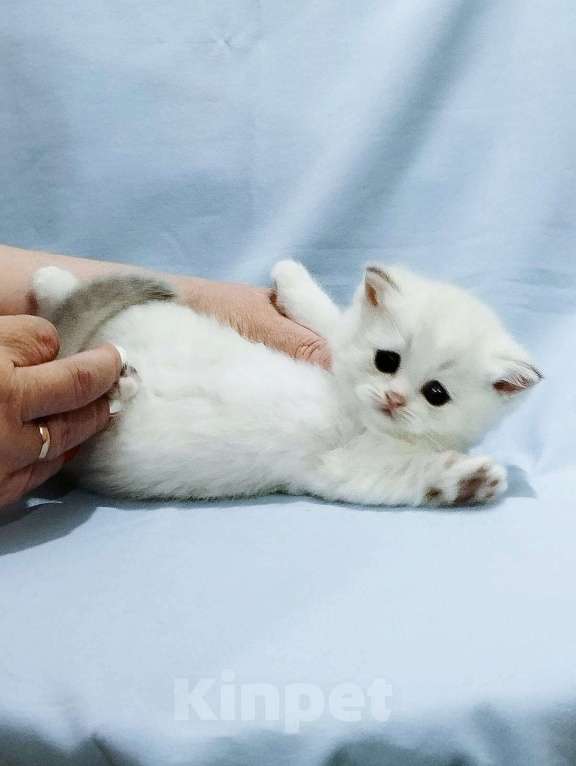 Кошки в Сарове: Шотландский вислоухий котенок Девочка, Бесплатно - фото 1