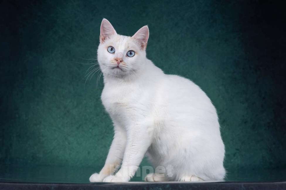 Кошки в Москве: Белый голубоглазый кот в дар Мальчик, 1 руб. - фото 2