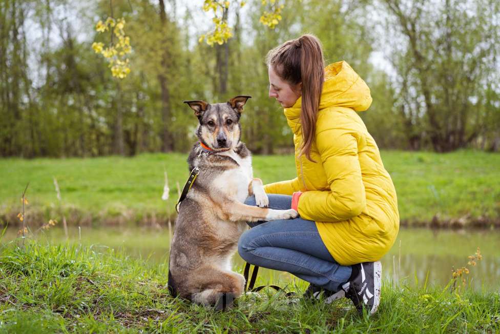 Собаки в Москве: Собачка на трёх лапках ищет дом Девочка, Бесплатно - фото 8