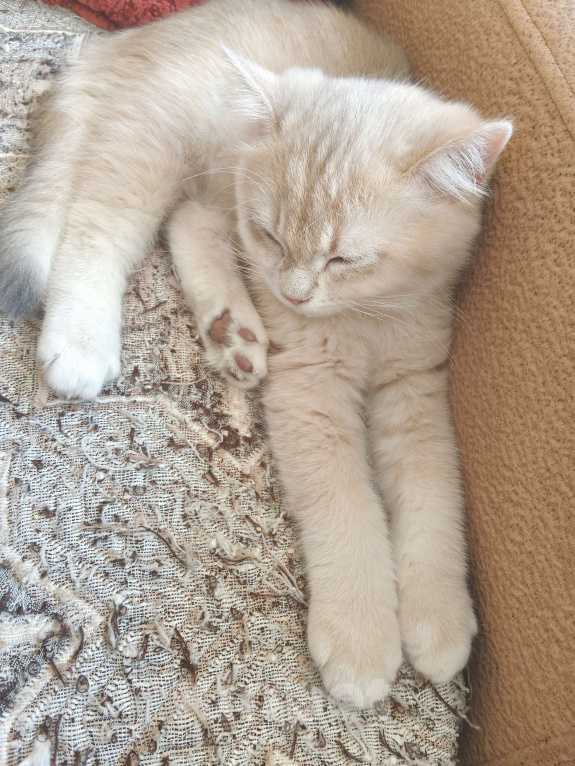 Кошки в Санкт-Петербурге: Продаются чистокровные котята британской шиншиллы Мальчик, Бесплатно - фото 2