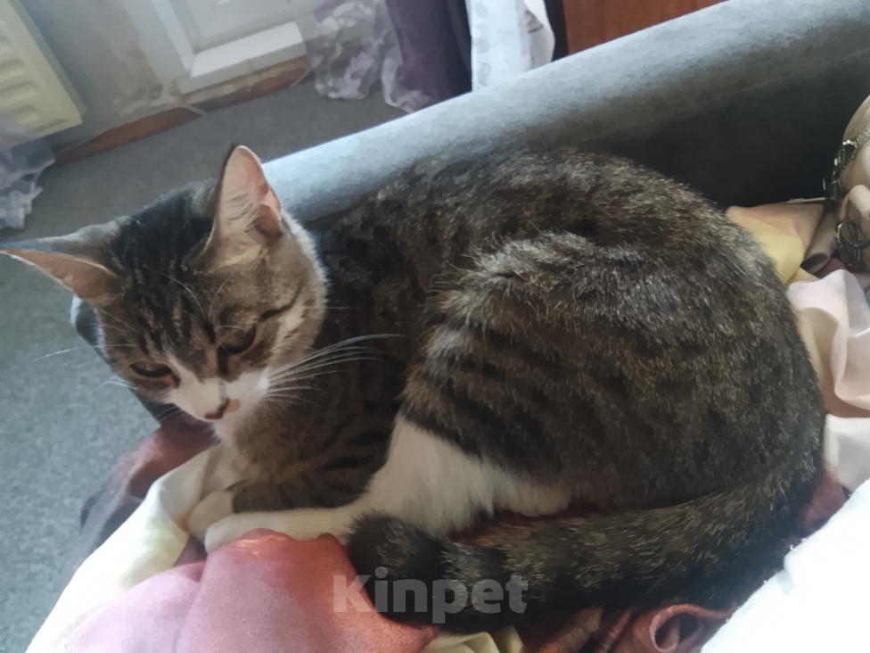 Кошки в Орске: Отдам кошку в добрые руки Девочка, Бесплатно - фото 1
