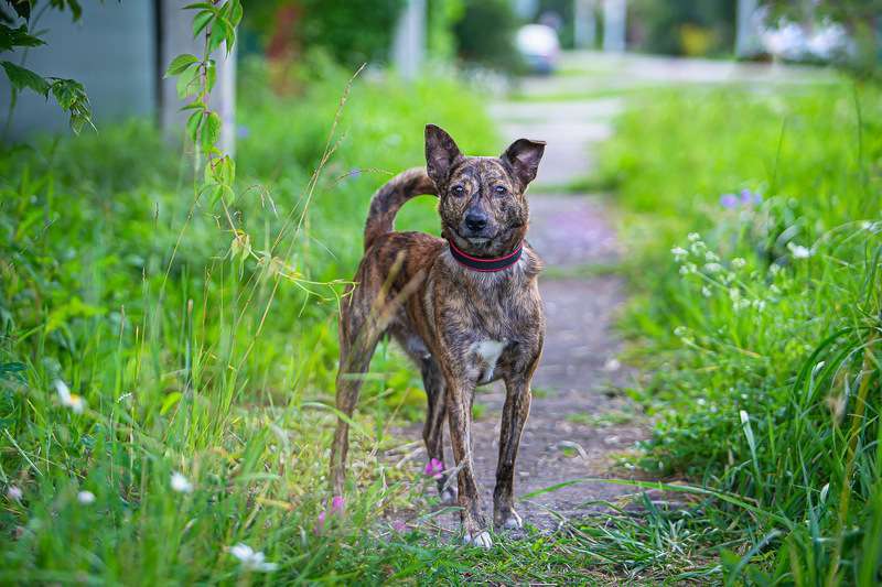 Собаки в Москве: Крошка Веня в добрые руки Мальчик, 1 руб. - фото 7