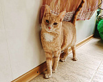 Кошки в Москве: Невероятно ласковый кот Оскар ищет семью! Мальчик, 10 руб. - фото 3