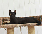 Кошки в Кумертау: Черная Вишенка 8 месяцев, Бесплатно - фото 1