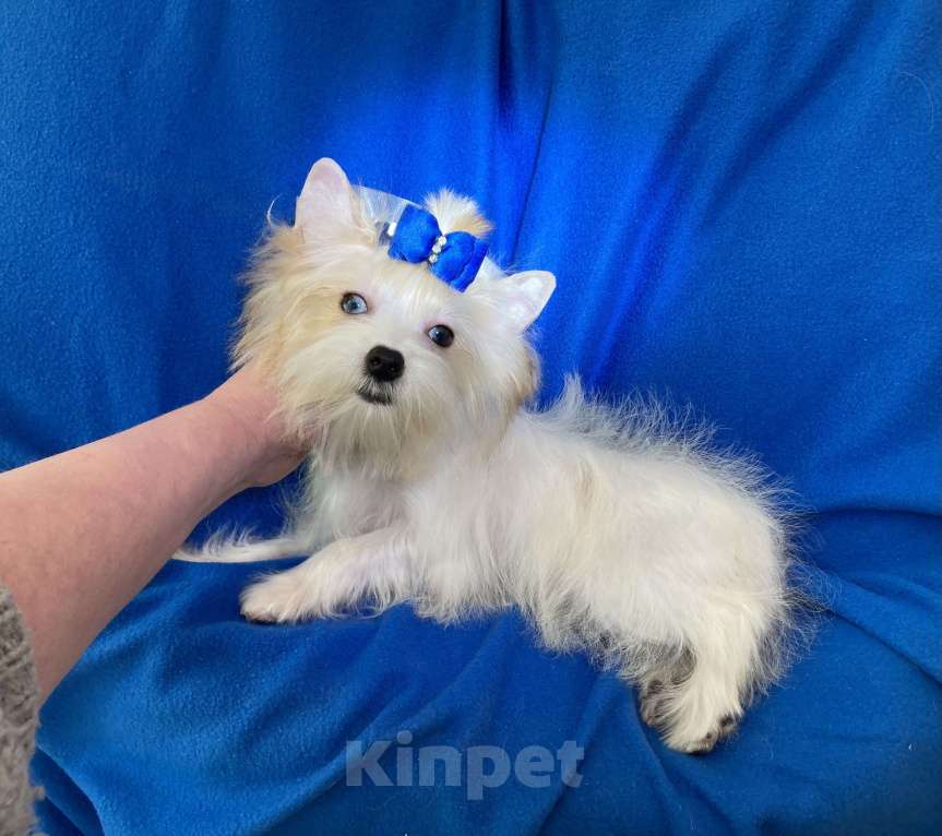 Собаки в Москве: Эксклюзивный белый йорк с голубыми глазами девочка Девочка, 130 000 руб. - фото 3