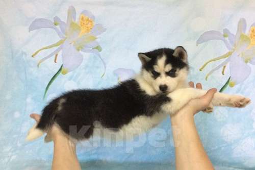 Собаки в Шарье: Хаски Щенки Разных окрасов Разнополые, Бесплатно - фото 1