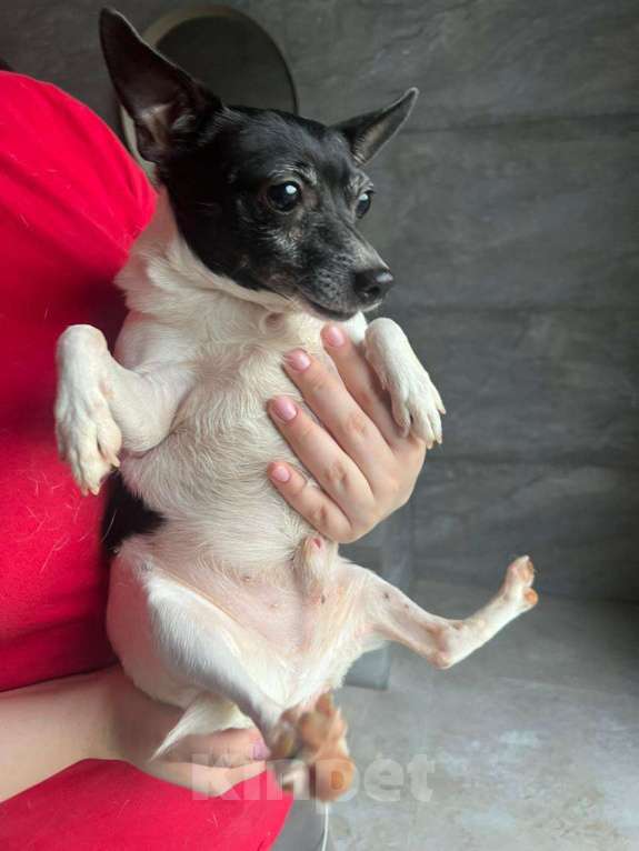 Собаки в Москве: Американский той-фокстерьер мальчик в дар Мальчик, 1 руб. - фото 1