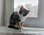 Кошки в Москве: Котёнок в дар Девочка, Бесплатно - фото 3