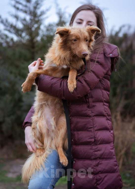 Собаки в Москве: Маленький, жизнерадостный лисёнок в поисках дома! Мальчик, Бесплатно - фото 4