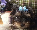 Собаки в Санкт-Петербурге: Щенки йоркширского терьера Мальчик, 22 500 руб. - фото 1