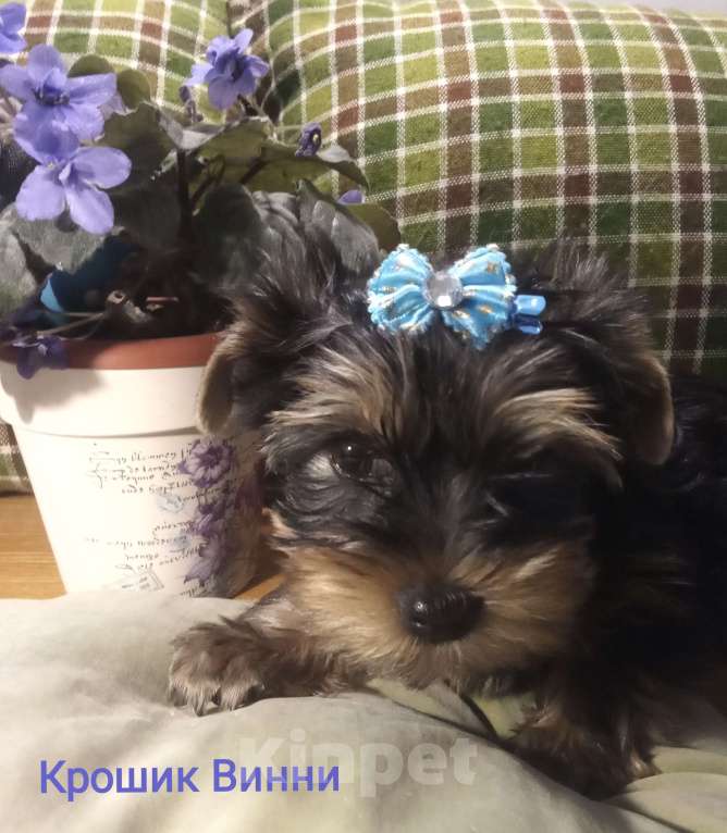 Собаки в Санкт-Петербурге: Щенки йоркширского терьера Мальчик, 22 500 руб. - фото 1