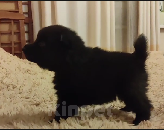 Собаки в Раменском: Щенки шипперке от титулованных родителей в домашних условиях (Фиолетовая) Девочка, 85 000 руб. - фото 6