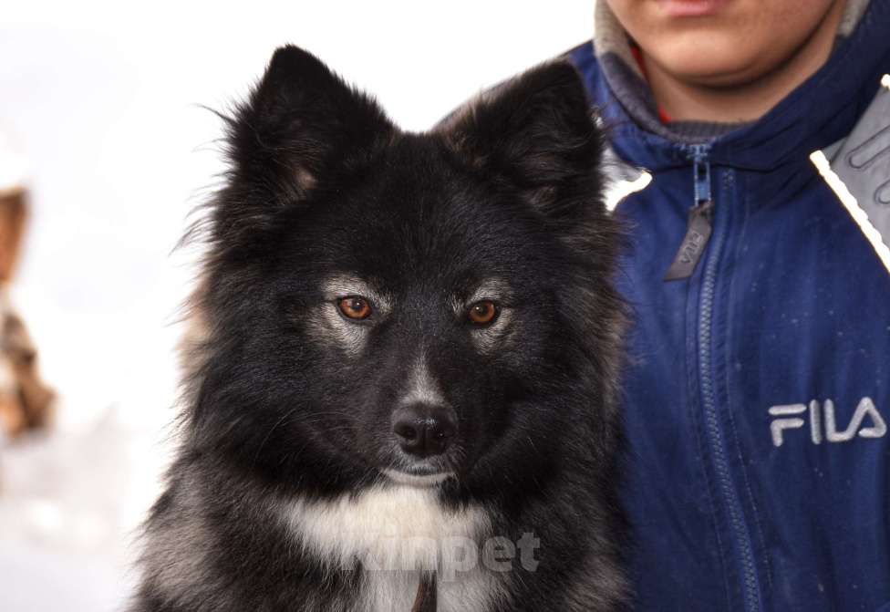 Собаки в Москве: Ненецкая оленегонная лайка. Кобель YUYDI. Мальчик, 60 000 руб. - фото 5