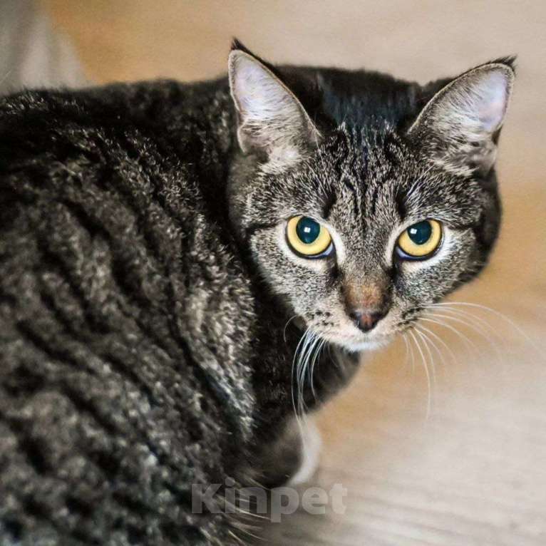 Кошки в Москве: Кики не выживет на улице... Девочка, Бесплатно - фото 4