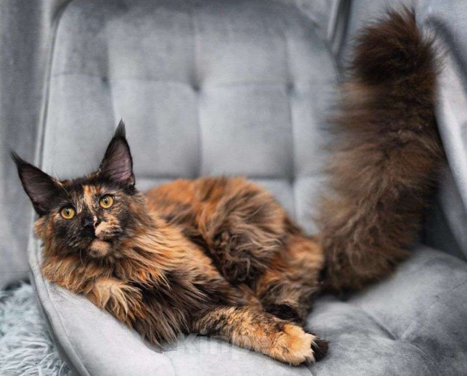 Кошки в Москве: Эксклюзивные котята мейн-кун  Девочка, 25 000 руб. - фото 4