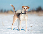 Собаки в Москве: Солнечная и позитивная 9 мес собака Герда ищет семью! Девочка, Бесплатно - фото 10
