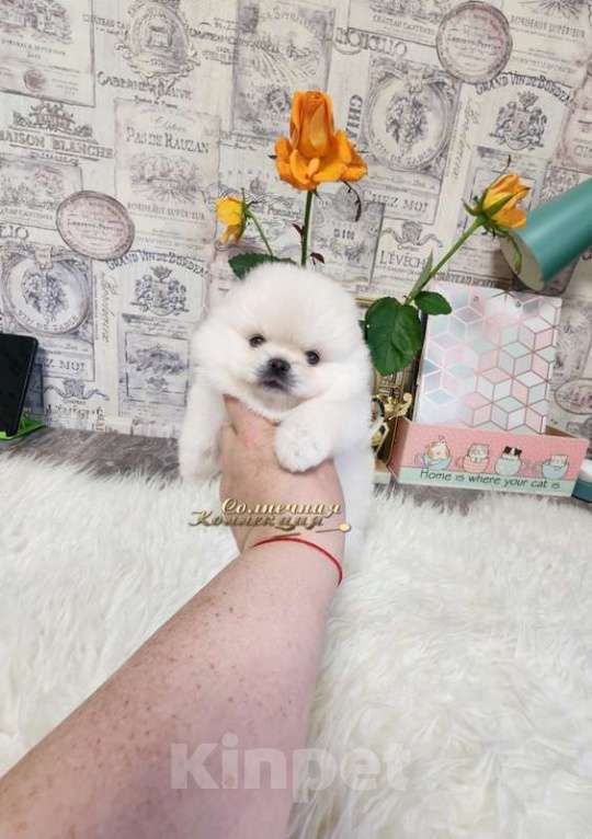 Собаки в Москве: Мальчик померанского шпица мини мишка Мальчик, Бесплатно - фото 3