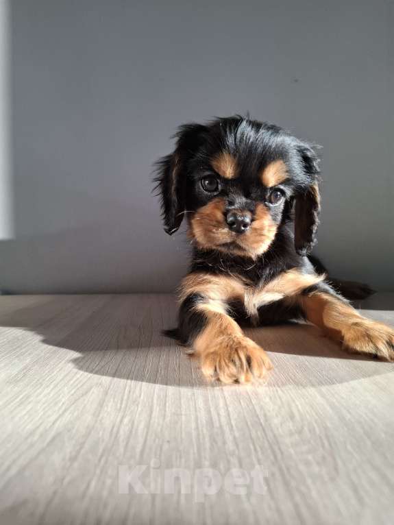 Собаки в Феодосии: Шикарная девочка ККЧС Девочка, 100 000 руб. - фото 3