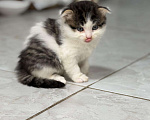 Кошки в Каспийске: Вислоухие котята в добрые руки Девочка, Бесплатно - фото 1