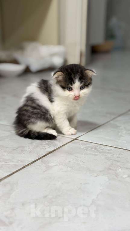 Кошки в Каспийске: Вислоухие котята в добрые руки Девочка, Бесплатно - фото 1