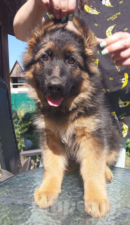 Собаки в Тюмени: Продаются щенки немецкой овчарки ДШ  Мальчик, 30 000 руб. - фото 2