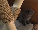 Кошки в Армавире: Продаю котят Мальчик, 10 000 руб. - фото 8