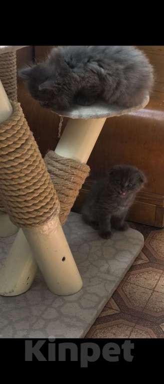 Кошки в Армавире: Продаю котят Мальчик, 10 000 руб. - фото 8