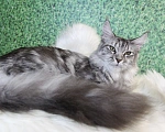 Кошки в Лодейном Поле: Кошка Мейн-Кун Руна  Девочка, 13 000 руб. - фото 5