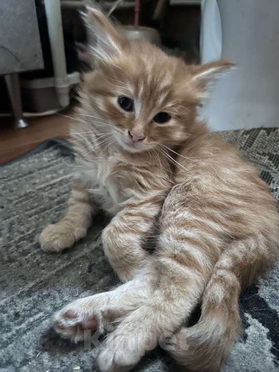 Кошки в Перми: Продам котенка породы Мейн-Кун Мальчик, 10 000 руб. - фото 3