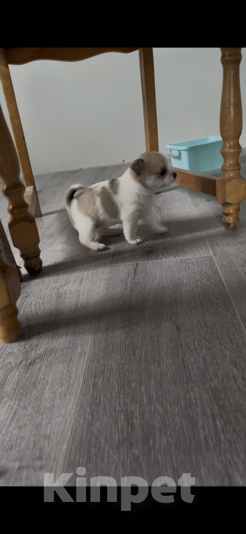 Собаки в Санкт-Петербурге: Девочка помчи Девочка, 10 000 руб. - фото 4