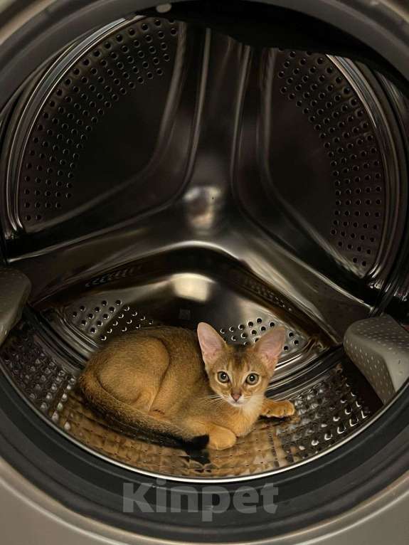 Кошки в Москве: Ириска Девочка, 55 000 руб. - фото 8