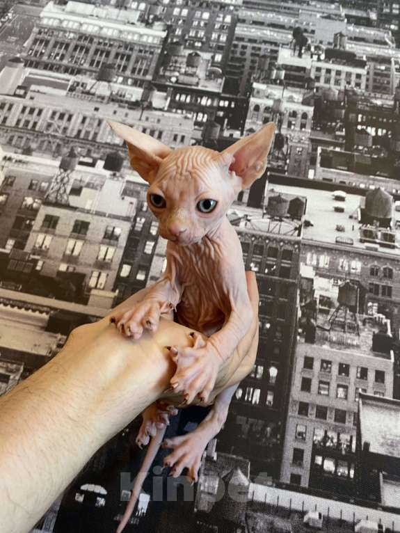 Кошки в Москве: Котенок канадского сфинкса в современном типе Мальчик, 35 000 руб. - фото 4