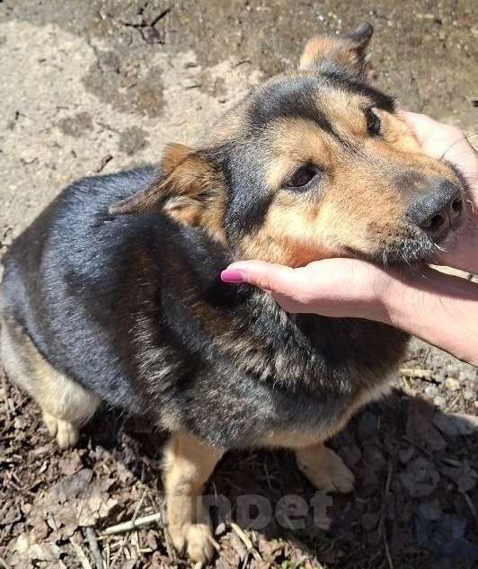 Собаки в других городах Московской области: Спасите щенков Девочка, Бесплатно - фото 5