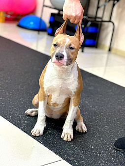 Яркая детка амстаффа 