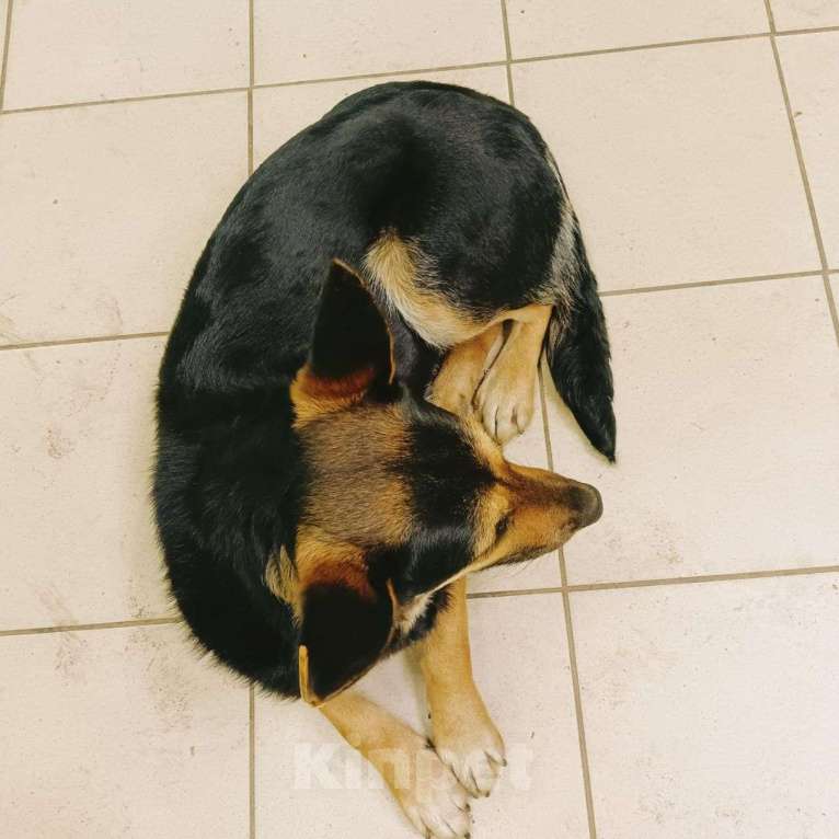 Собаки в Москве: Ласковую собачку выбросили хозяева 🆘️ Срочный поиск дома! Девочка, Бесплатно - фото 2