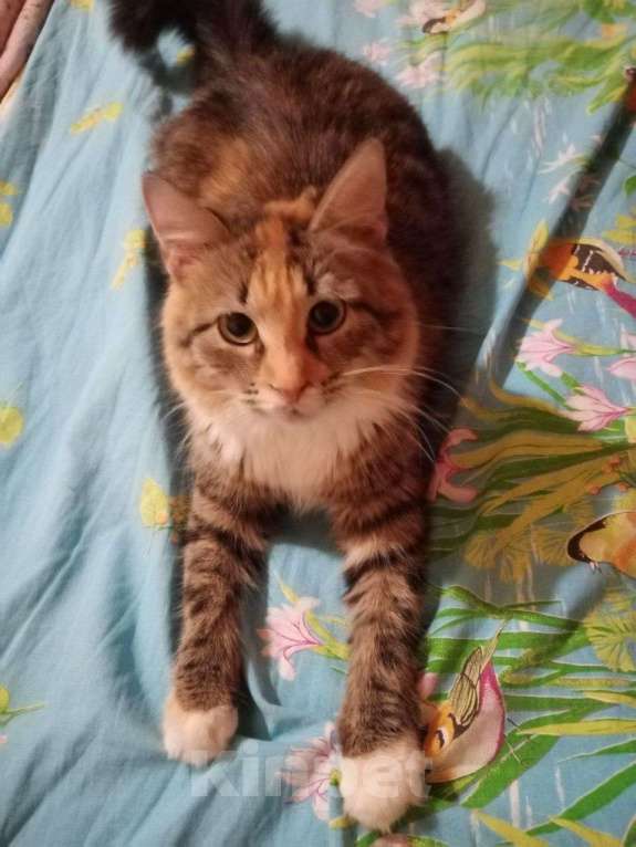 Кошки в Москве: котенок Лиса ищет дом Девочка, Бесплатно - фото 10