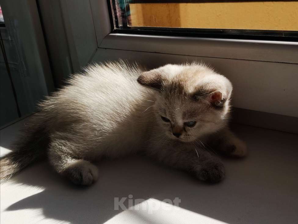 Кошки в Москве: Британские котята  Девочка, 10 000 руб. - фото 3