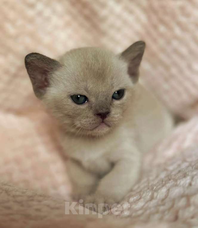 Кошки в Саратове: Шоколадные котята питомника Almira RU Разнополые, 75 000 руб. - фото 4