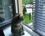 Кошки в Москве: Шотландские кошки, коты, котята Девочка, 10 000 руб. - фото 2